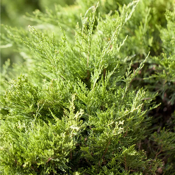 Juniperus pfitzeriana (x) 'Mint Julep'