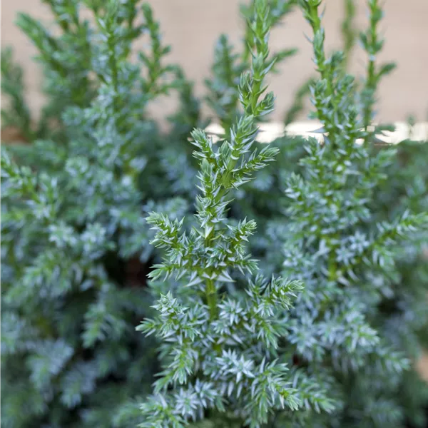 Juniperus pingii 'Loderi'