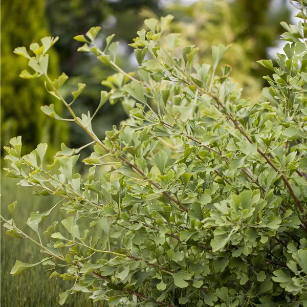 Ginkgo biloba 'Autumn Gold'