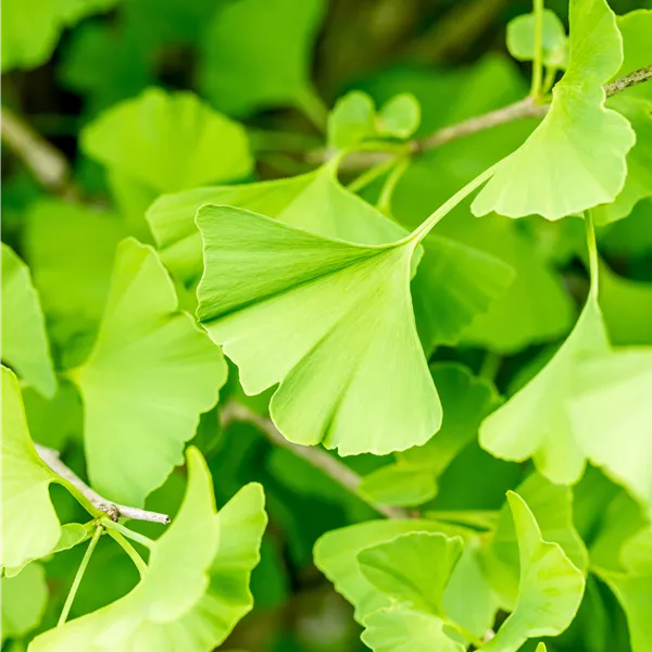 Ginkgo biloba 'Fastigiata'