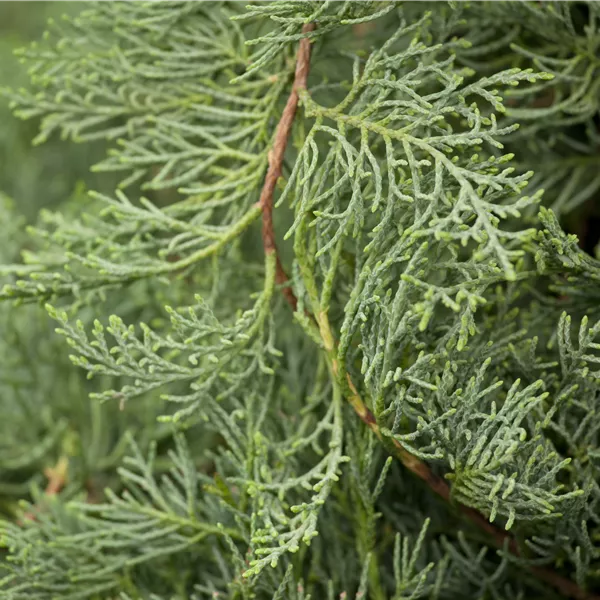 Juniperus virginiana 'Grey Owl'
