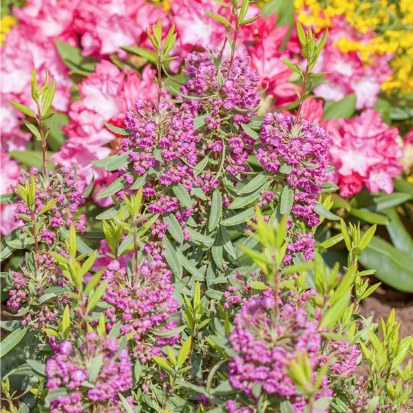 Kalmia angustifolia 'Rubra'