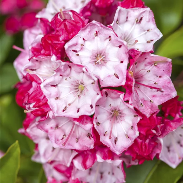 Kalmia latifolia 'Olympic Fire'