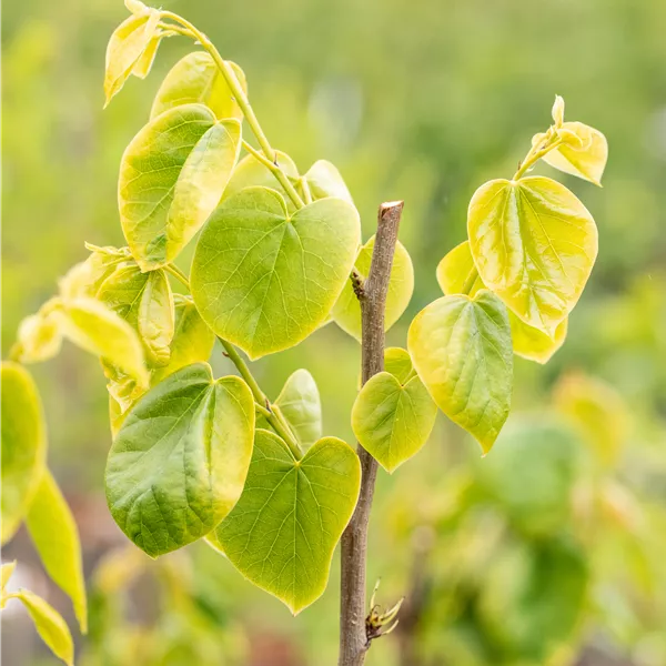 Cercis chinensis 'Shirobana'