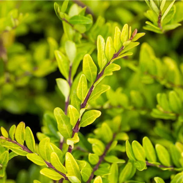 Lonicera pileata