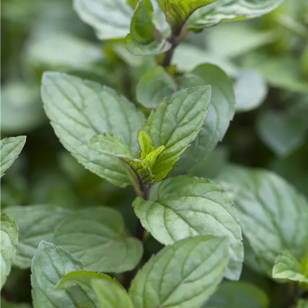 Mentha piperita (x) 'Chocolate'