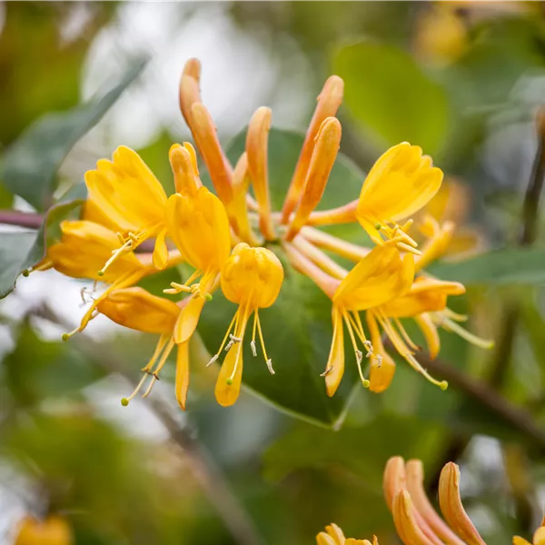 Lonicera tellmanniana (x)