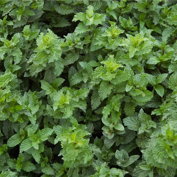 Mentha spicata 'Crispa'