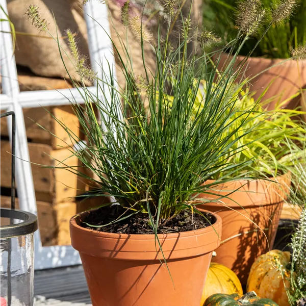 Pennisetum alopecuroides 'Little Bunny'