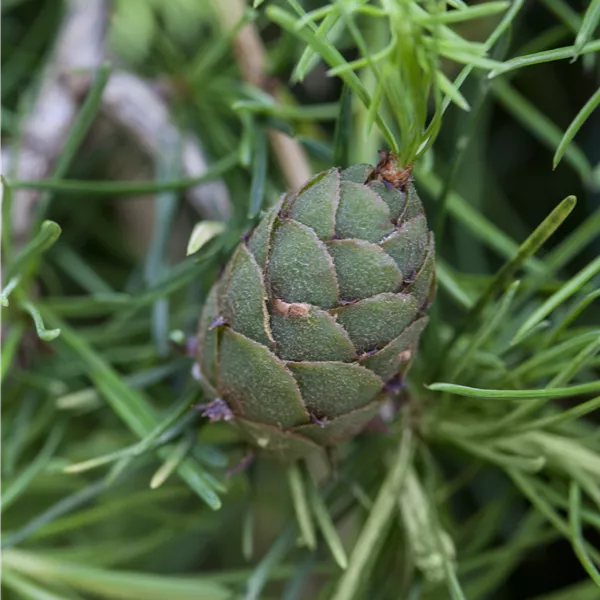 Larix kaempferi
