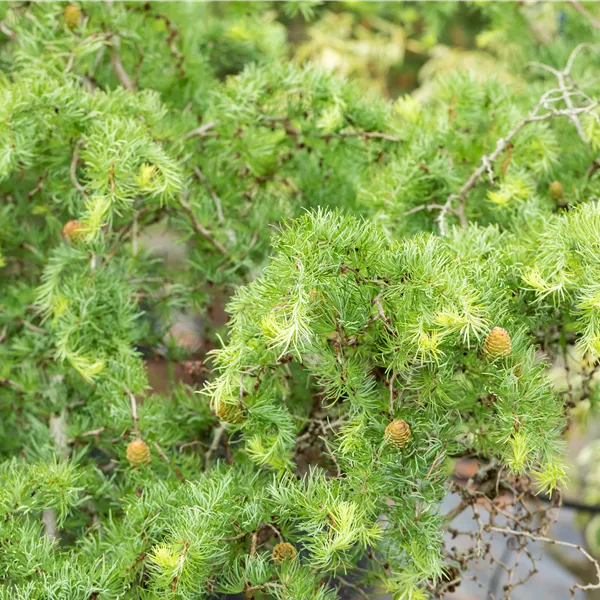 Larix kaempferi 'Diana'