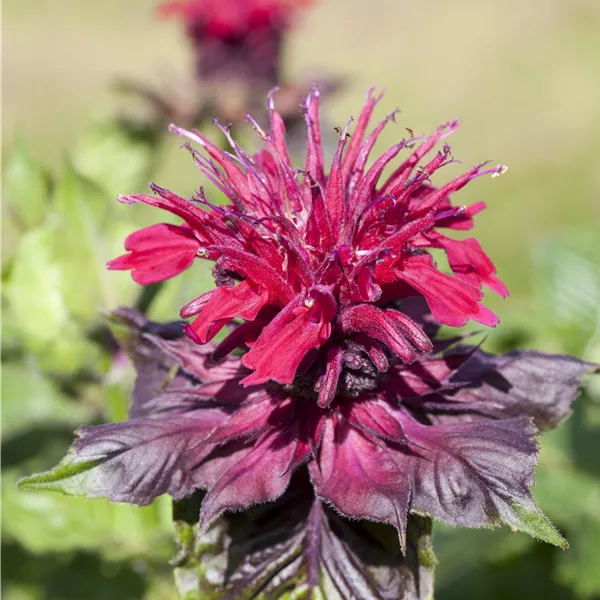Monarda didyma