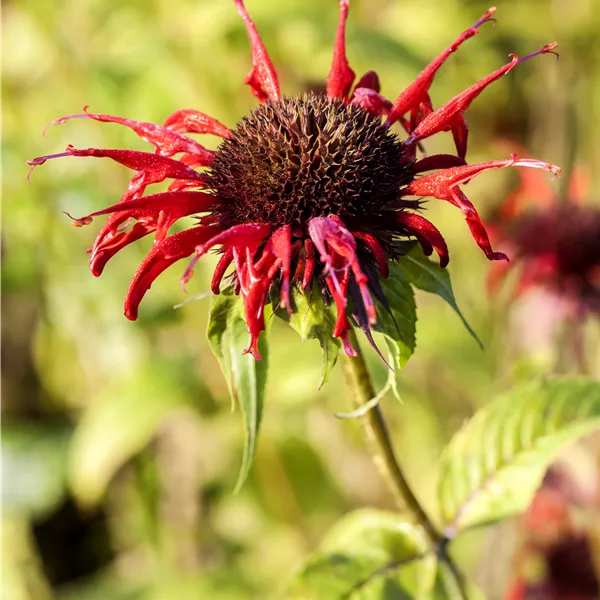 Monarda 'Squaw'