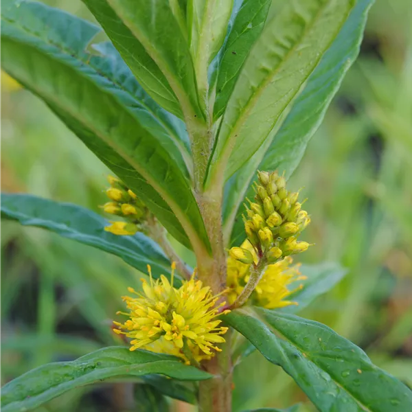 Lysimachia thyrsiflora