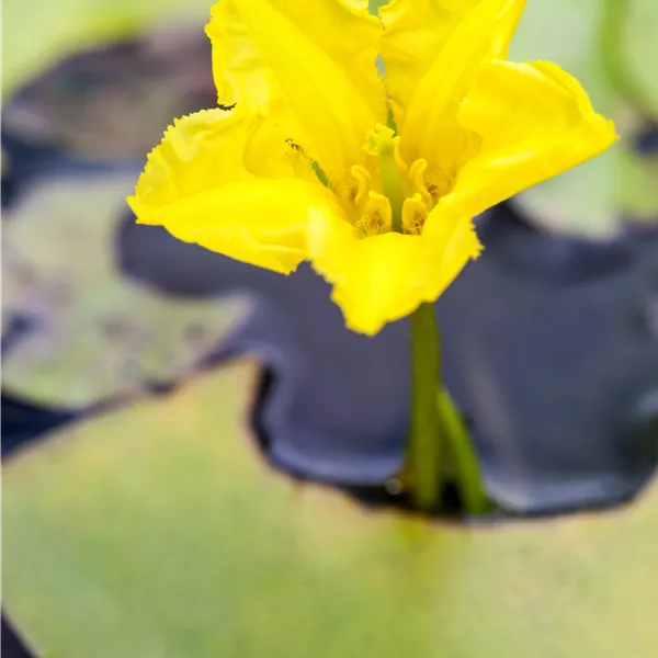 Nymphoides peltata