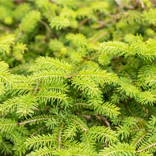 Picea abies 'Nidiformis'