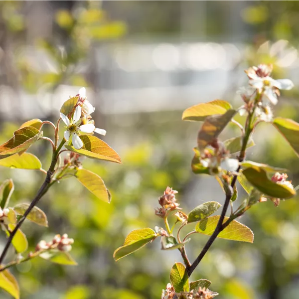 Amelanchier ovalis