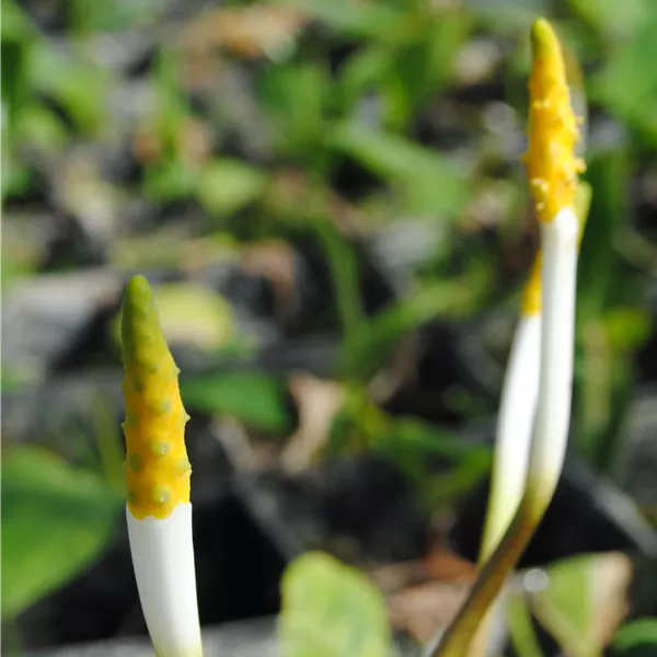 Orontium aquaticum