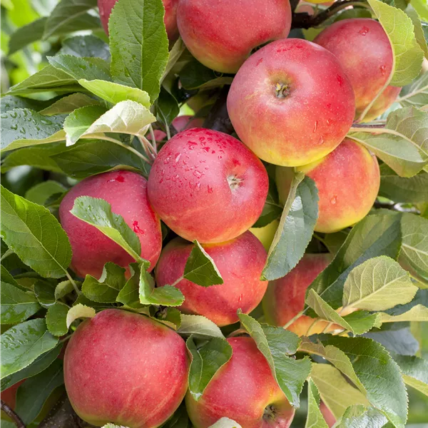 Malus domestica 'Elstar'
