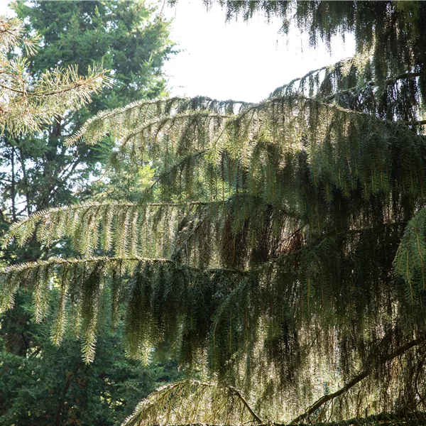 Picea breweriana