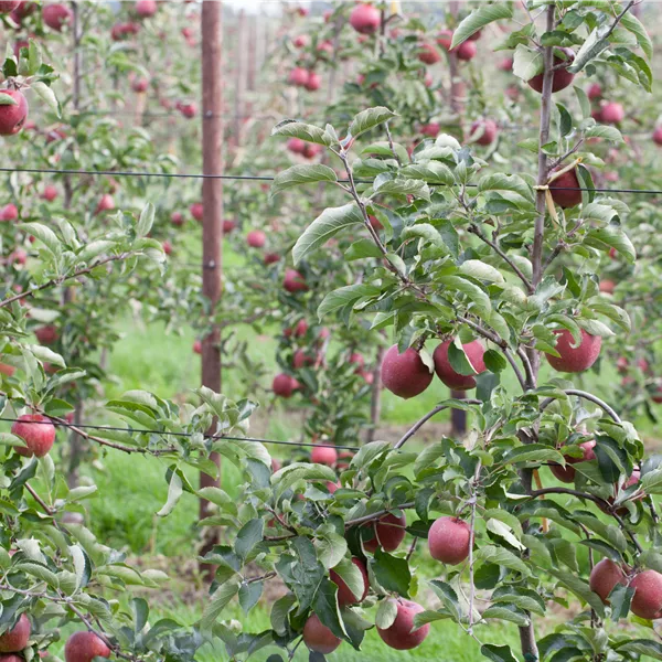 Malus domestica 'Gravensteiner' rot
