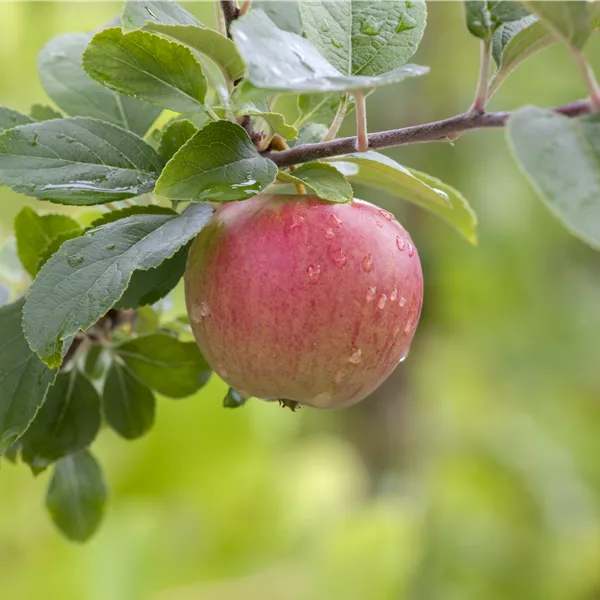 Malus domestica 'Ladina'