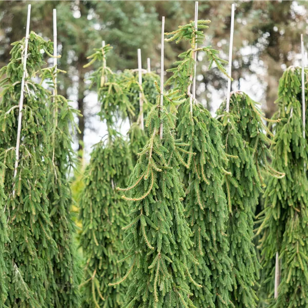 Picea omorika 'Pendula'
