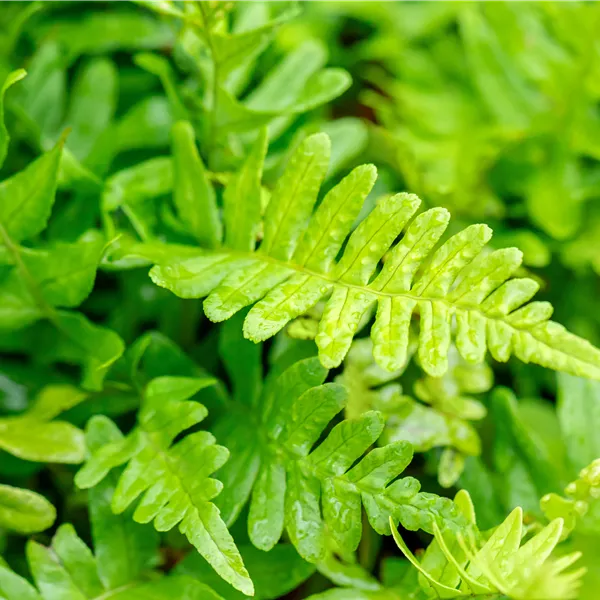 Polypodium vulgare