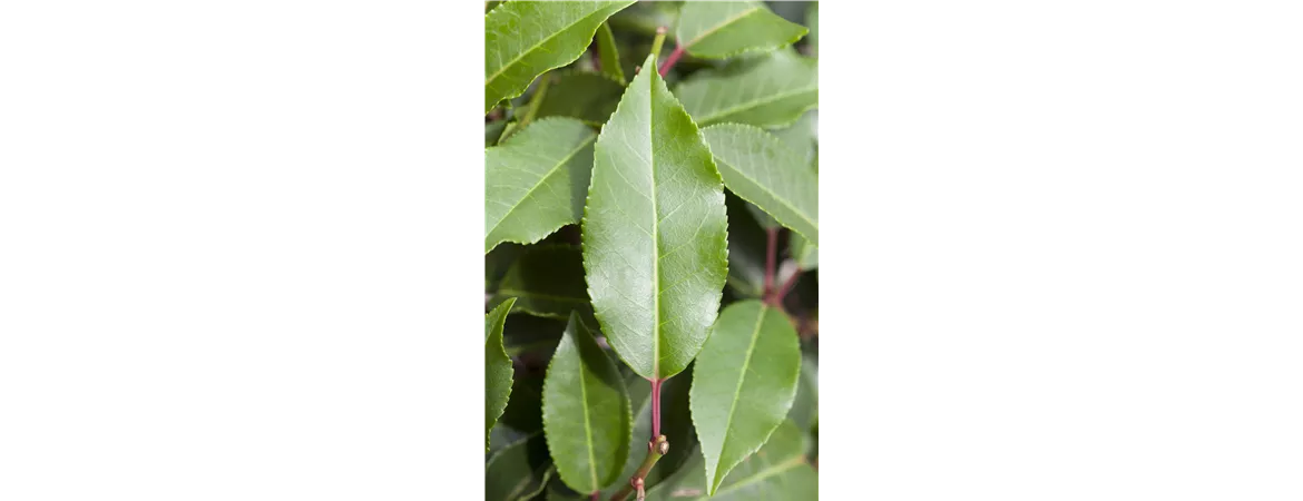 Prunus lusitanica 'Angustifolia'