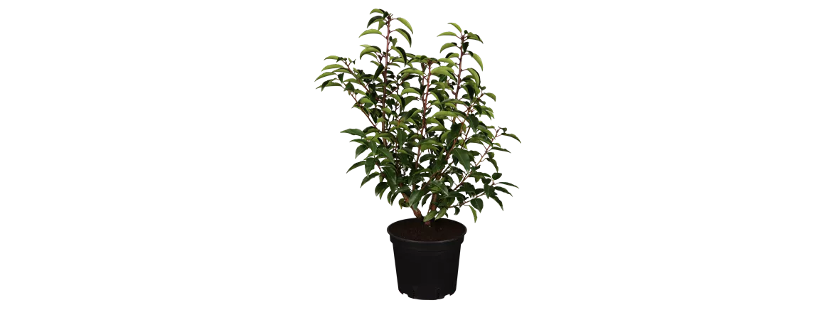 Prunus lusitanica 'Angustifolia'