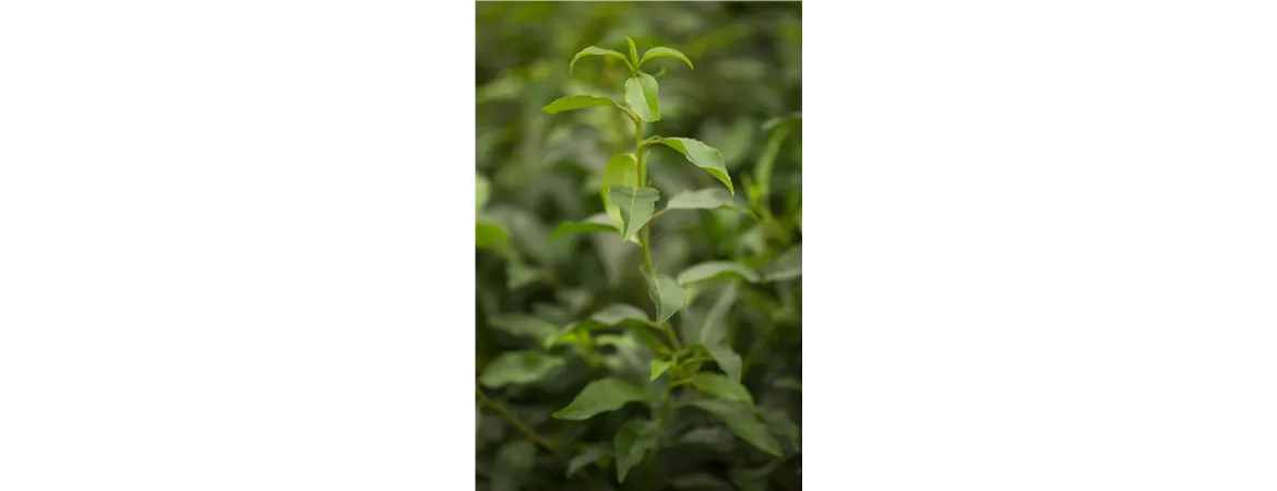 Prunus lusitanica 'Angustifolia'