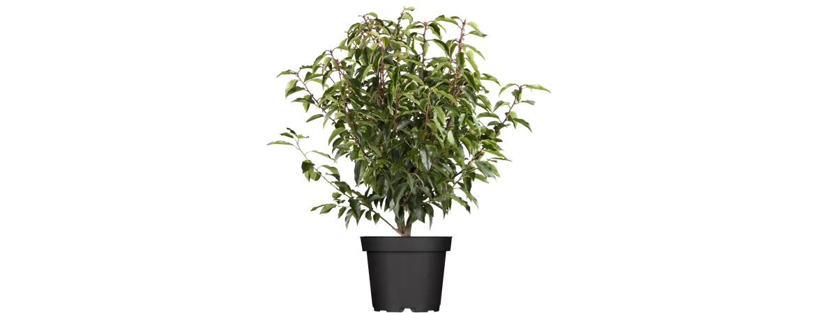 Prunus lusitanica 'Angustifolia'