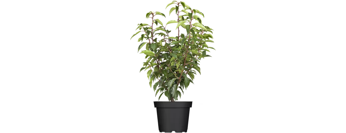Prunus lusitanica 'Angustifolia'