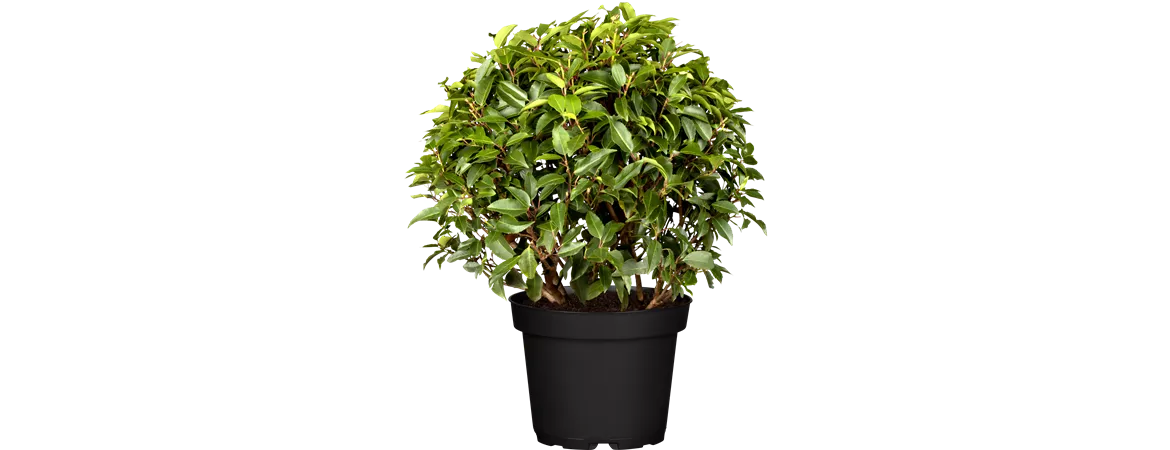 Prunus lusitanica 'Angustifolia'