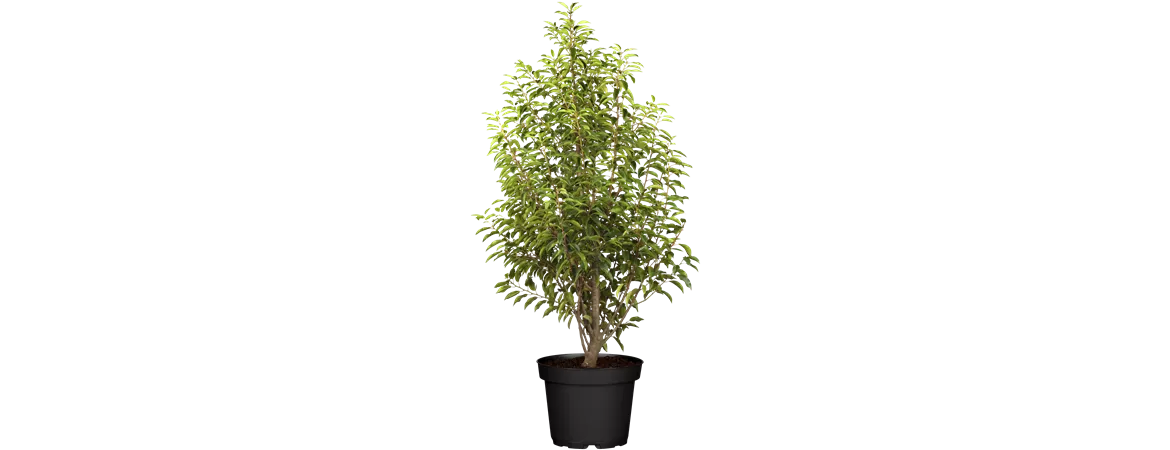 Prunus lusitanica 'Angustifolia'