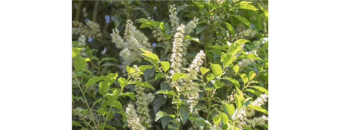 Prunus lusitanica 'Angustifolia'