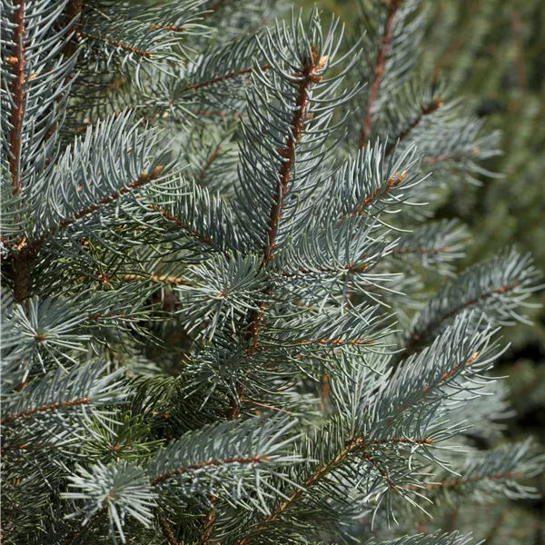 Picea pungens 'Edith'