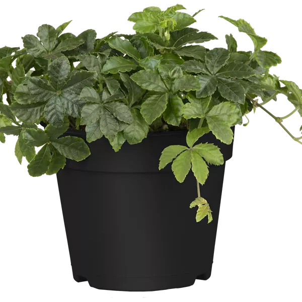 Parthenocissus henryana