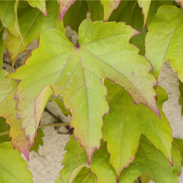 Parthenocissus tricuspidata 'Green Spring'