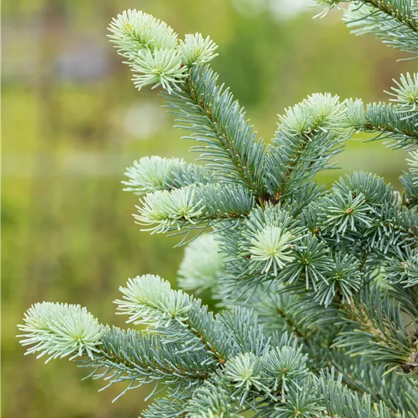 Abies lasiocarpa 'Compacta'