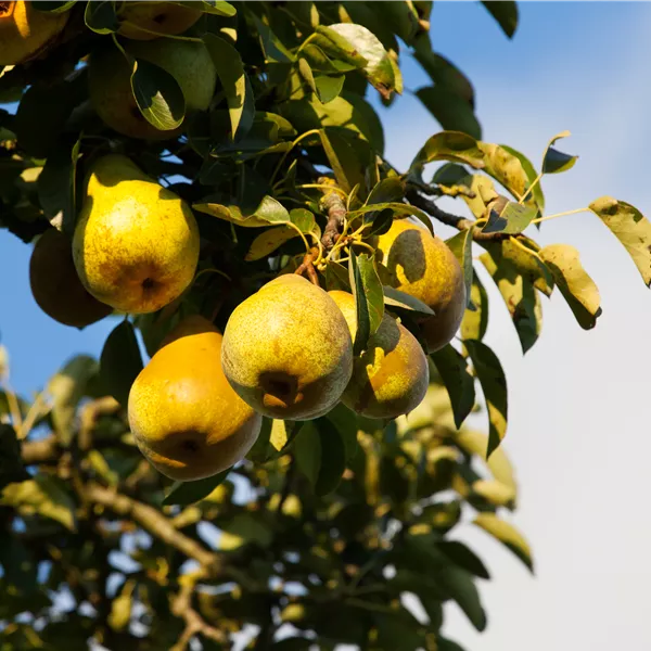 Pyrus communis 'Hardy' (Gellerts Butterbirne)