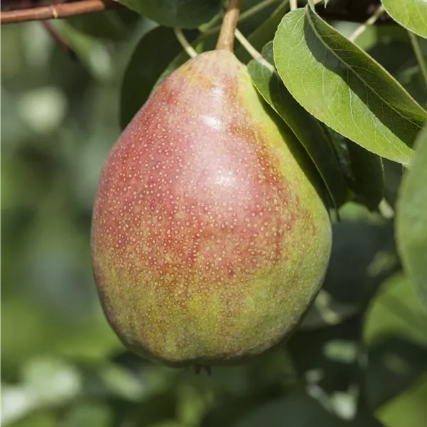 Pyrus communis 'Clapp's Liebling'