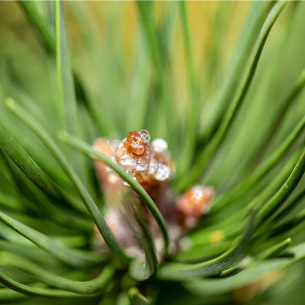 Pinus banksiana 'Arktis'