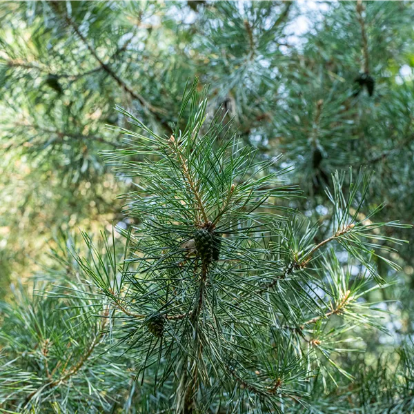 Pinus cembra