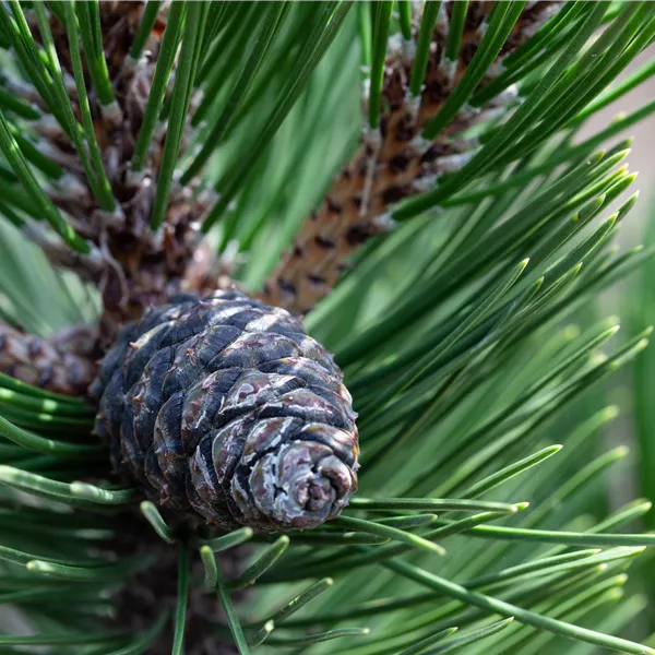 Pinus cembra 'Compacta Glauca'