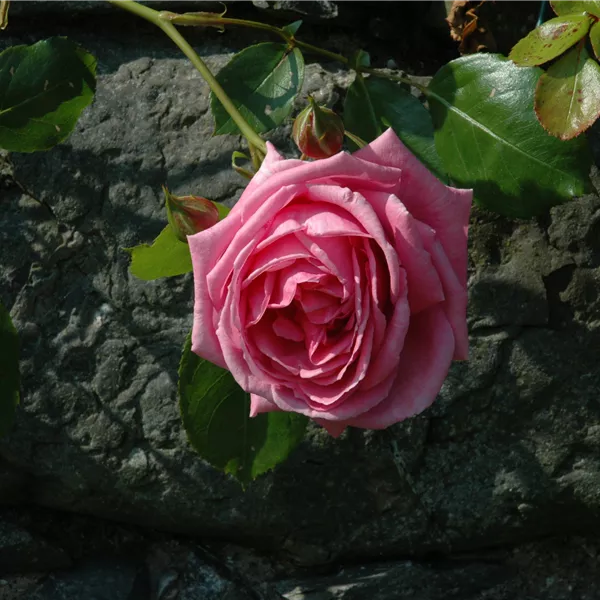 Rosa (Kletterrose) 'Danse du Feu'