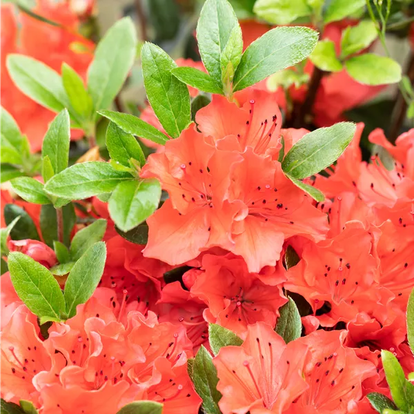 Rhododendron (Japanische Azalee) 'Geisha Orange'