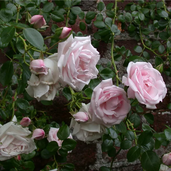 Rosa (Kletterrose) 'New Dawn'