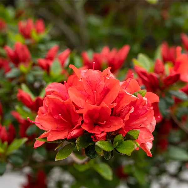 Rhododendron (Japanische Azalee) 'Juliette'