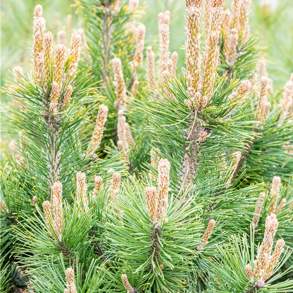 Pinus mugo 'Alpenzwerg'